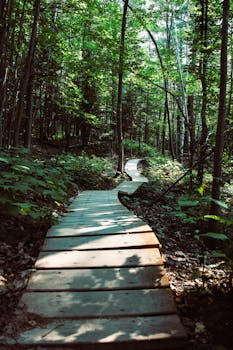 pexels-photo-1423827-1423827 Wooden boardwalk winding through a lush green forest in Bayfield, WI, showcasing natural beauty.